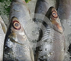 Bangus milk fish laying on a fresh ice at a wet market. It is a common tasty and national fish