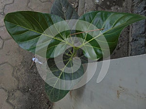 Banian baby plant