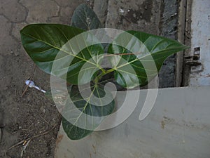 Banian baby plant photo