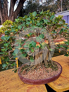 Banian bonsai art of nature`s beauty within a confined space.