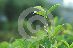 Banian leaf with Spider Silk,Ficus microcarpa Linn. f photo
