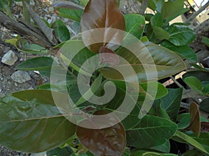 Banian baby plant photo