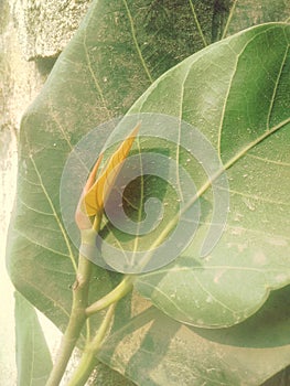 Banian tree leaf and flower