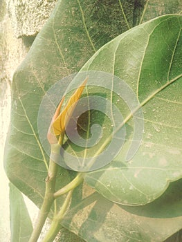 Banian tree leaf and flower photo