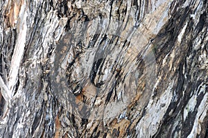 Banian tree trunk surface color and texture