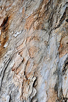 Banian tree trunk surface texture photo