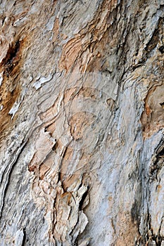 Banian tree trunk surface texture