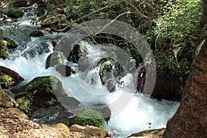 Banias River, Upper Golan Nature Reserve