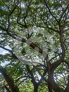 Banien tree provides oxygen too