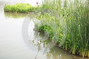 The bank area of a swampy shallow lake with tall green grasses