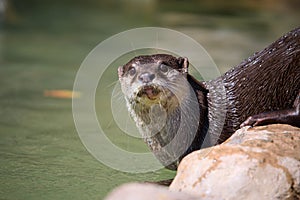 bank beaver