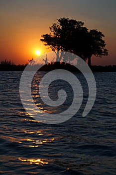 Bank of the Chobe River at sunset