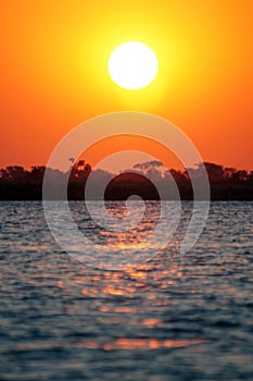 Bank of the Chobe River at sunset