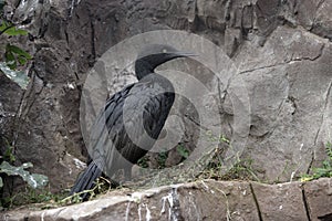 Bank cormorant, Phalacrocorax neglectus