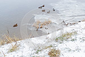 Bank with dry grass covered white snow of river with ducks and ice floes. Winter. Cloudy day.