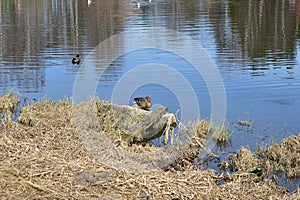 On the bank of the duck river. The forest and trees are reflected in the water. Birds on the water