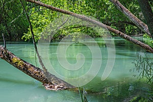 Bank of Guadalquivir river with trees and branches on the water