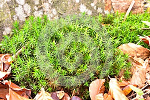 Bank Haircap Moss Polytrichastrum formosum in late Autumn