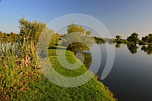 Bank of large fish pond with wetland grass, shrubs and broadleaf trees, sunbathing in summer afternoon sunshine.