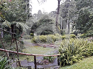 Bank in the middle of the nature of the garden photo