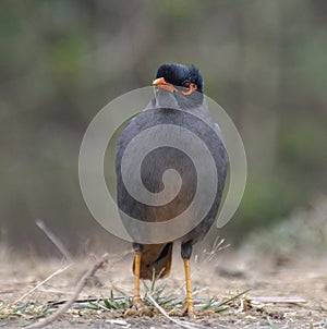 Bank Myna