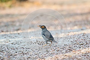 Bank Myna