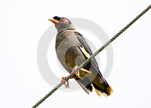 Bank myna