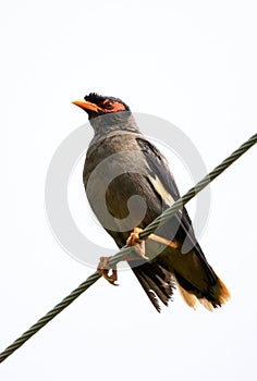 Bank myna