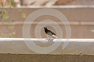 Bank myna bird standing on the ruins of Diraiyah clay castle, also as Dereyeh and Dariyya, a town in Riyadh, Saudi Arabia photo