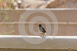 Bank myna bird standing on the ruins of Diraiyah clay castle, also as Dereyeh and Dariyya, a town in Riyadh, Saudi Arabia photo