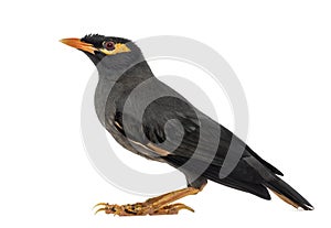 Bank Myna isolated on white