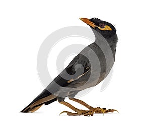 Bank Myna isolated on white