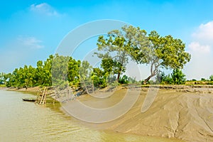 On the bank of Pashur river in Sundarbans national park - Bangladesh