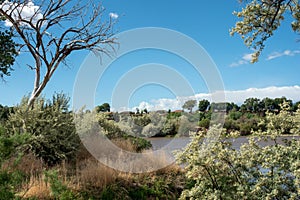 Bank of a Pond in Western Colorado with Trees and Blue Sky