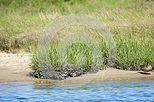 Bank Ribbed Mussels with Cordgrass at Low Tide