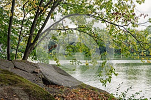 Bank of river with green tree and gray rock. Romantic, scenic, beautiful, card view