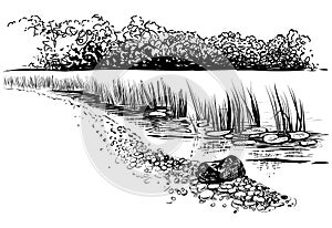 Bank of the river with reed and cattail. Sketchy style.