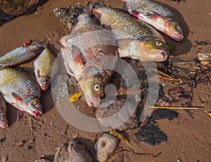 On the bank of the river on a sunny summer day lies a fish peeled from the scales