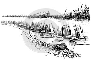 Bank of the river or swamp with reed and cattail. Sketchy style.