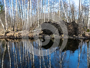 The bank of a small wild river, with trees reflecting in the water, swampy in spring