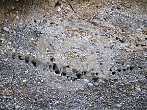 Bank of the Snake River with colony of nesting martins