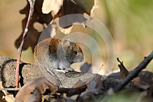 Bank vole in autumn forest