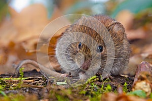 Bank Vole between autumn leaves