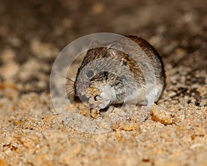 Bank Vole (Clethrionomys glareolus)