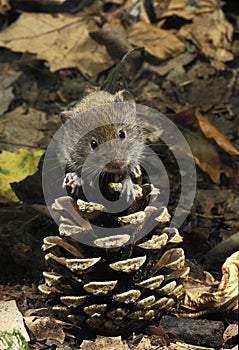 BANK VOLE clethrionomys glareolus, ADULT STANDING ON PINE CONE