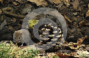 Bank Vole, clethrionomys glareolus, Adults with Fire Cone