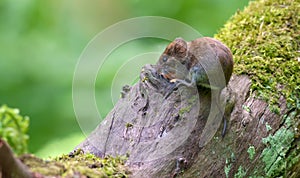 Bank vole eats some food near a hollow of big stump in wood
