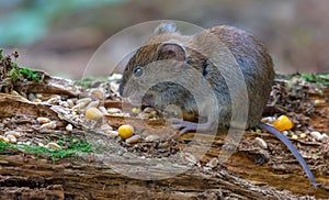 Bank vole feeds on seeds and other food on old mossy stag