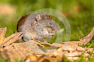 Bank vole hiding between leaves