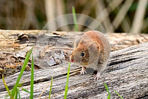 Bank vole looking for food in forest.